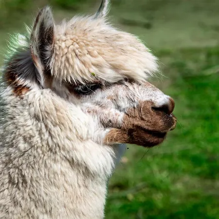 Osterhof - Casa Mare * Fehmarn