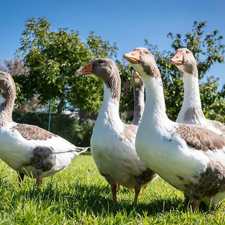 Osterhof - Casa Mare Appartement *