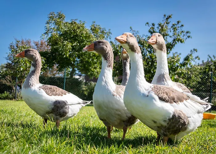 Osterhof - Casa Mare Appartement *